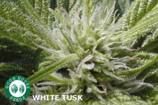 An image of White Tursk