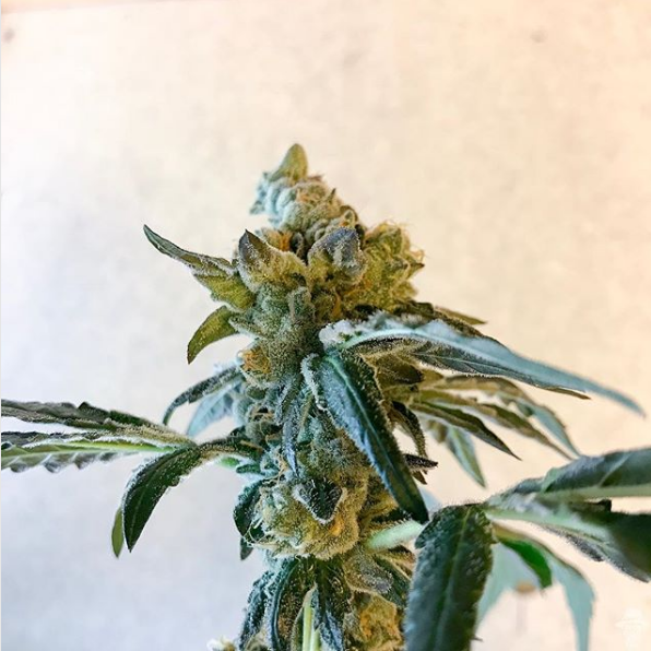 An image of Cookie Slush