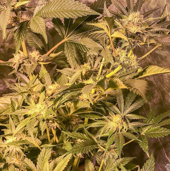 An image of Sour Time