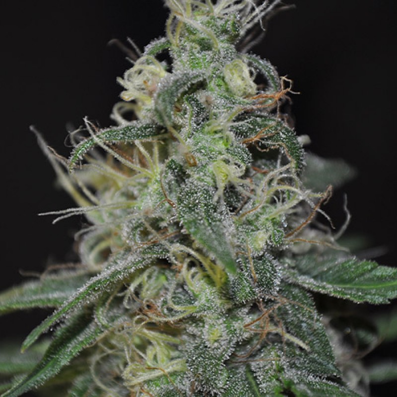 An image of AlienFruit