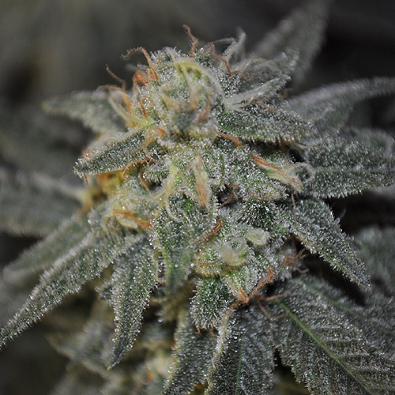 An image of Cosmicdawg