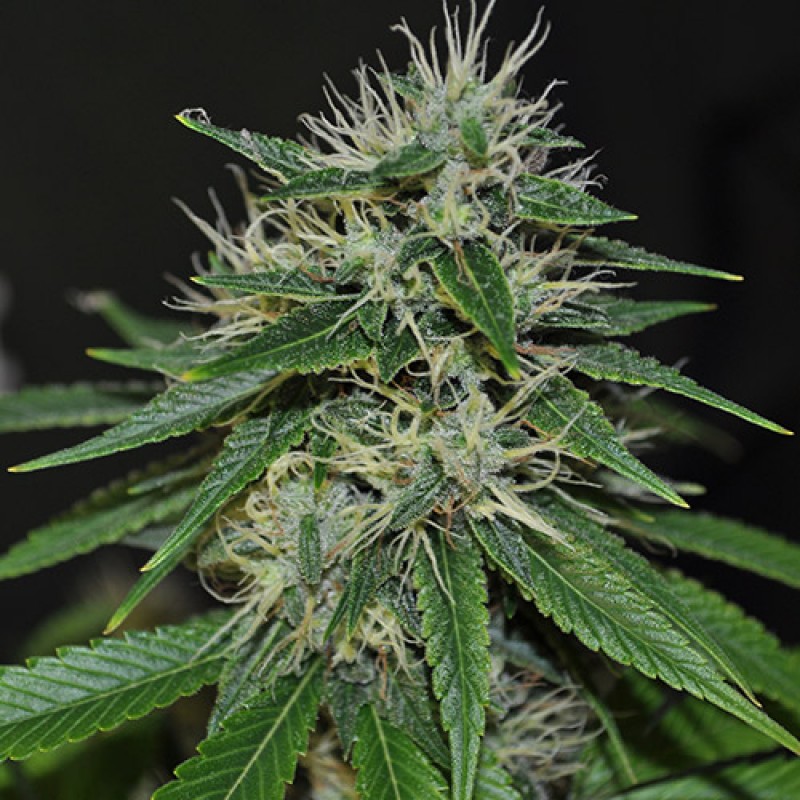An image of ECSD x Tres Double Underdawg