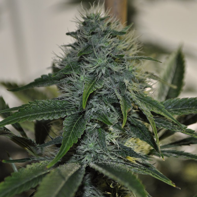 An image of Fusion OG x Tres Double Underdog