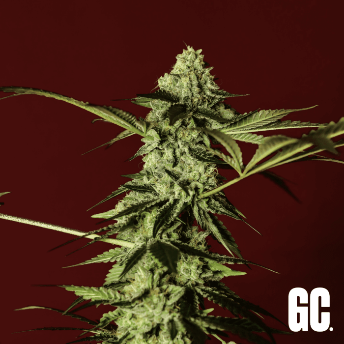 An image of Gelato #41
