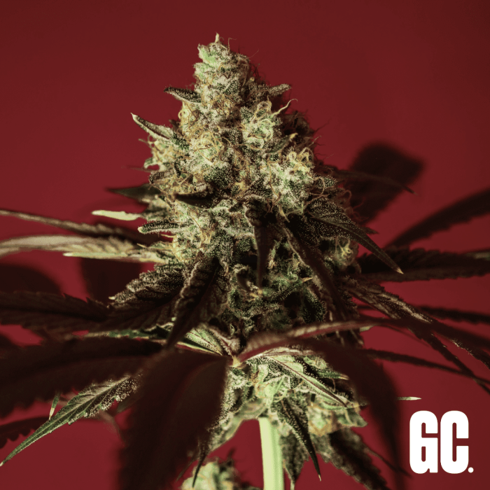 An image of Paradise Zkittlez
