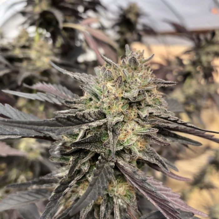 An image of Strawberry Cru Auto