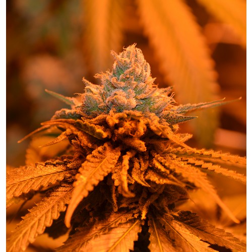 An image of Candyland