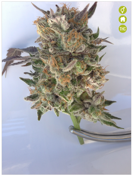 An image of Phantom Cookies