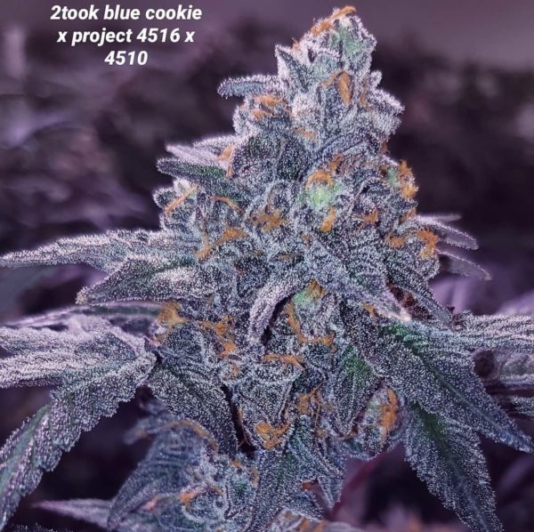 An image of Blue 16
