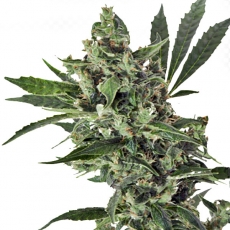 An image of Med Gom 1.0