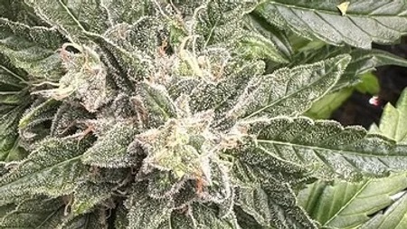 An image of Peanut Butter Haze