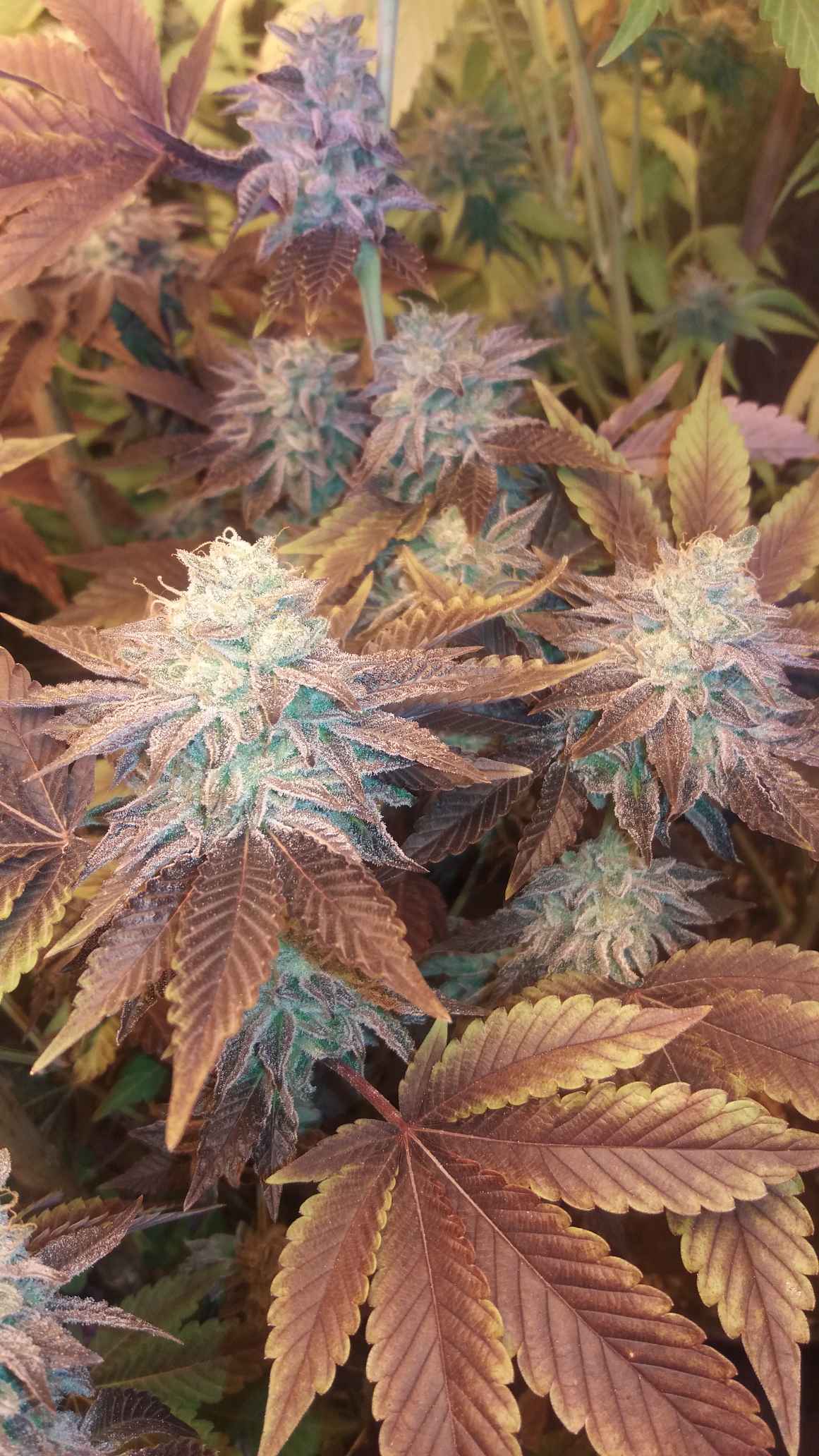 An image of Magnum Breath