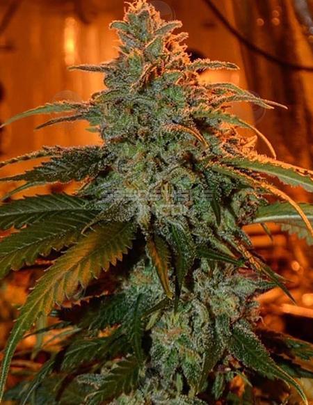 An image of Columbian Chem Fruit