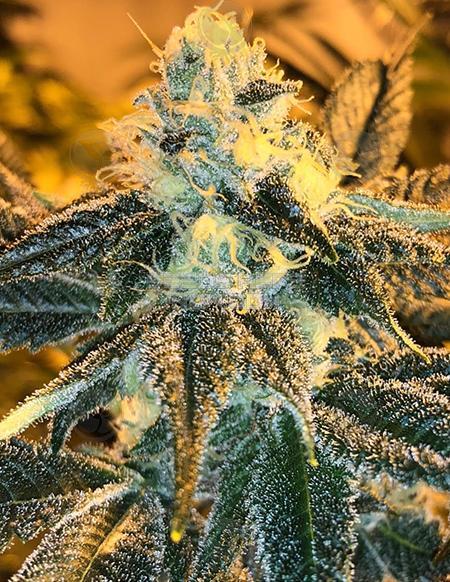An image of Lemonade Gelato