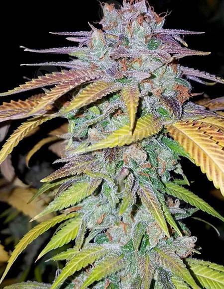 An image of Purple Papaya Fruit