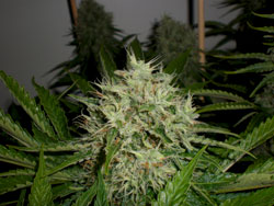 An image of AK Widow 47