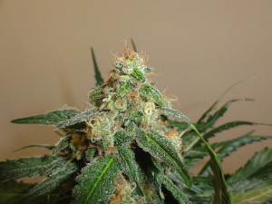 An image of Auto Cheese