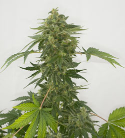 An image of Auto Silver Haze