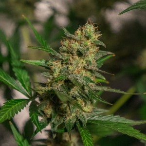An image of Automatic Easy Skunk