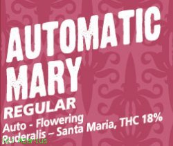 An image of Automatic Mary