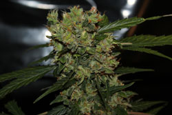 An image of Automatic Mega Bud