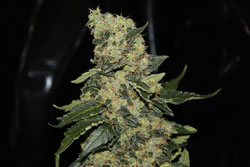 An image of Berry Delight