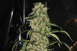 An image of Blue Grape Dream