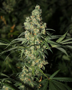 An image of Killer White