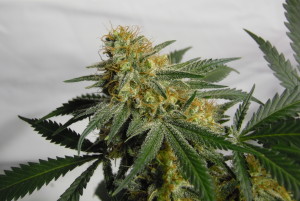 An image of BuKu Cheese Kush