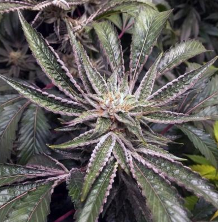 An image of Fruity Pebble OG F2