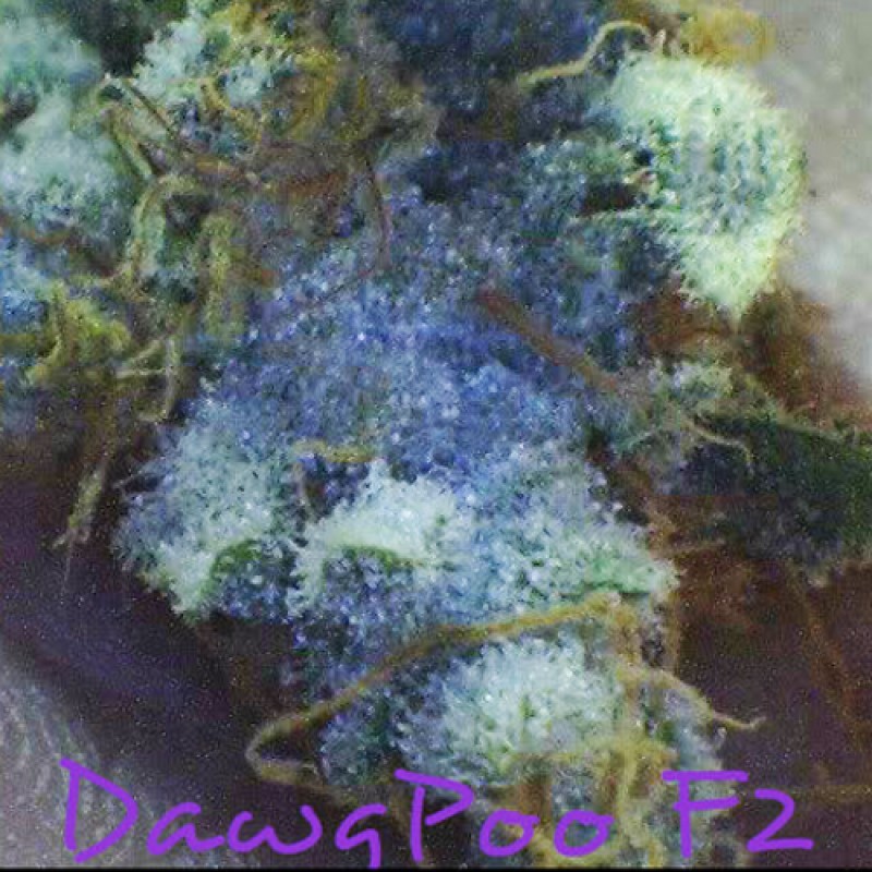 An image of Dawg Poo F2