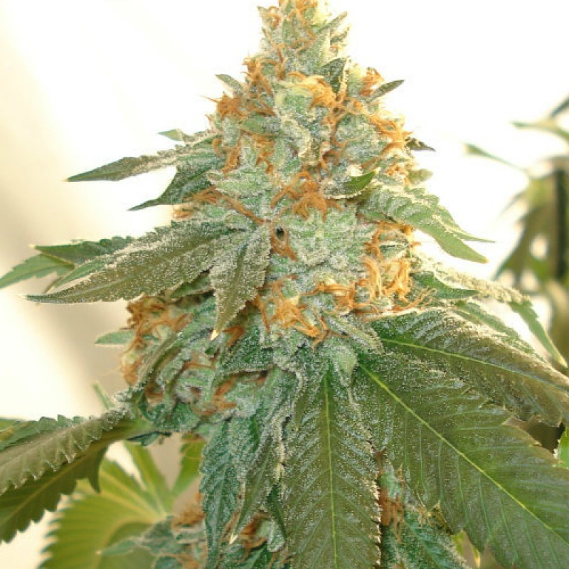 An image of Fire Alien Dawg