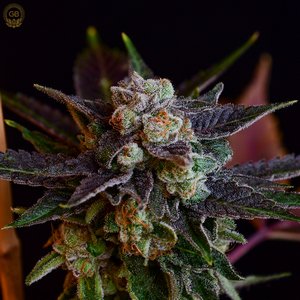 An image of Hazy Girl x Illusion OG