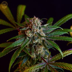 An image of Tenzin Kush #2 x Illusion OG