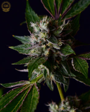 An image of Tenzin Kush #4 x Ancient OG