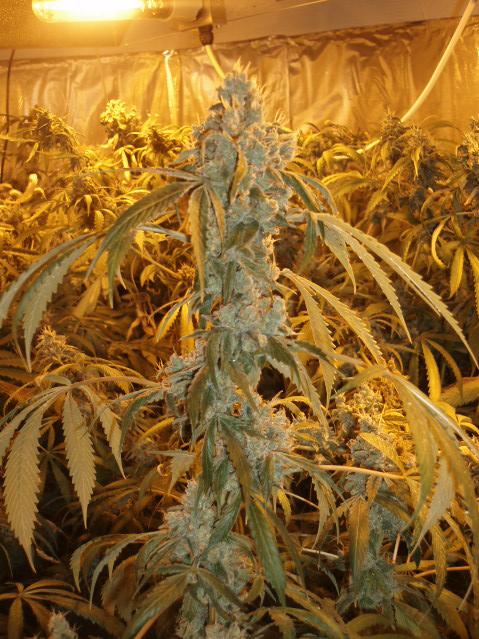 An image of Orange Haze