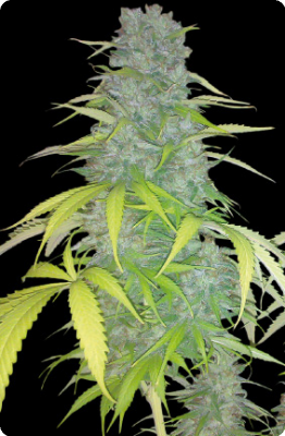 An image of Silver Shark