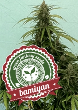 An image of Auto Bamiyan