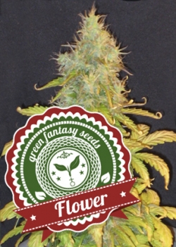 An image of Auto Flower