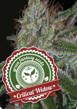 An image of Critical Widow