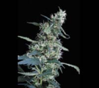 An image of Arjan's Ultra Haze #1