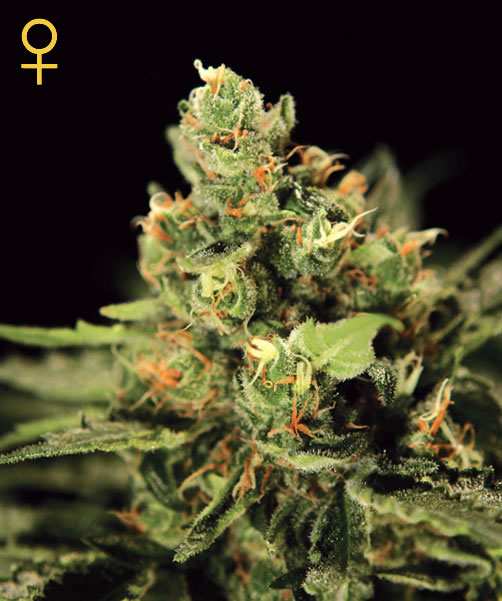 An image of Big Bang Autoflowering