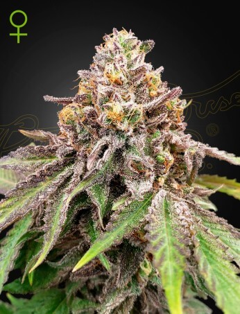 An image of Blue Haze x Gelato 41 Auto