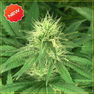 An image of Bubba Kush