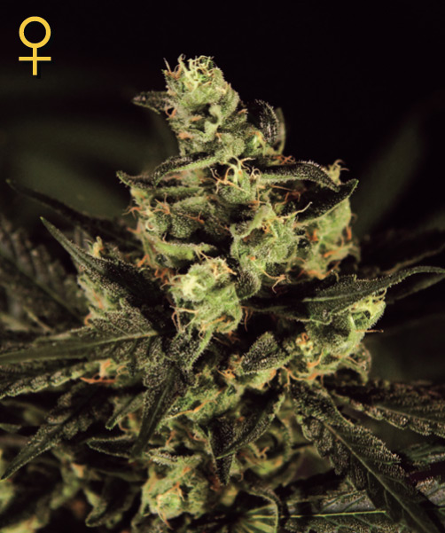 An image of Exodus Cheese
