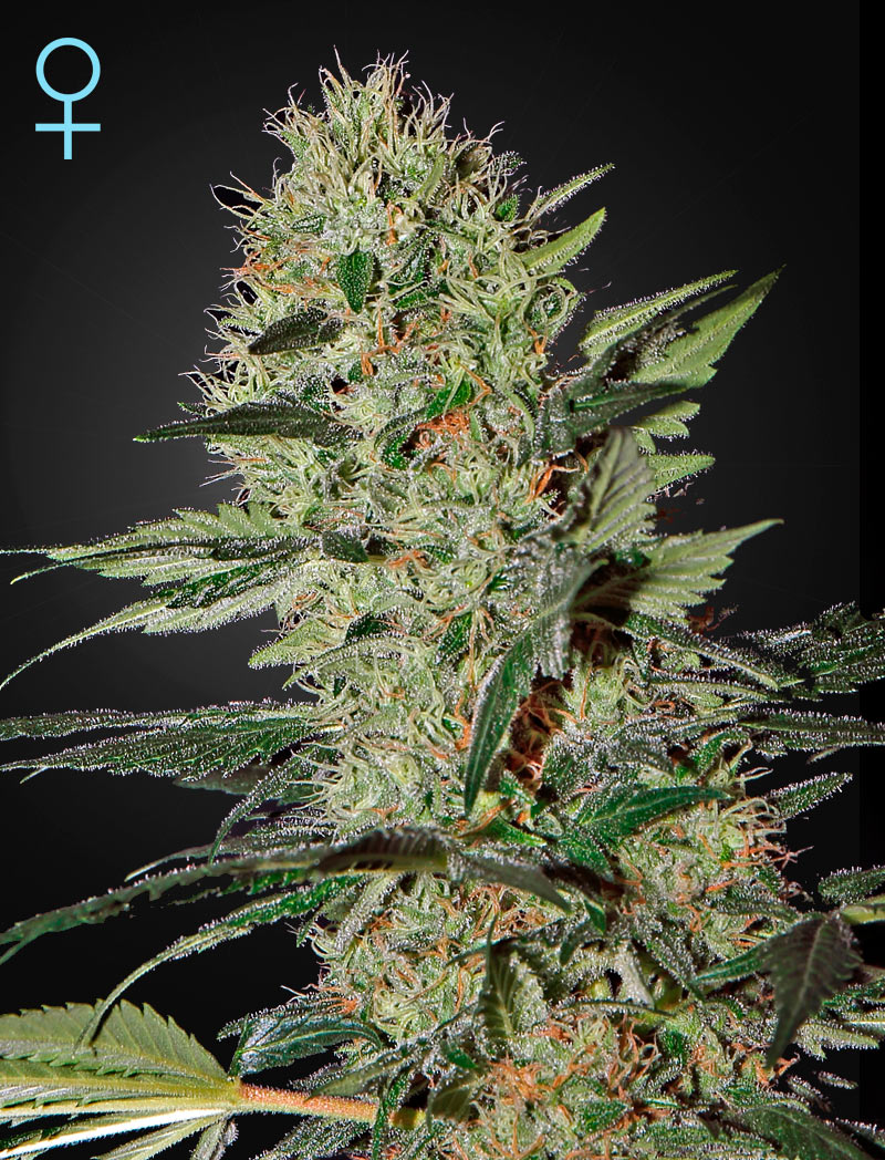 An image of Exodus Cheese Automatic CBD