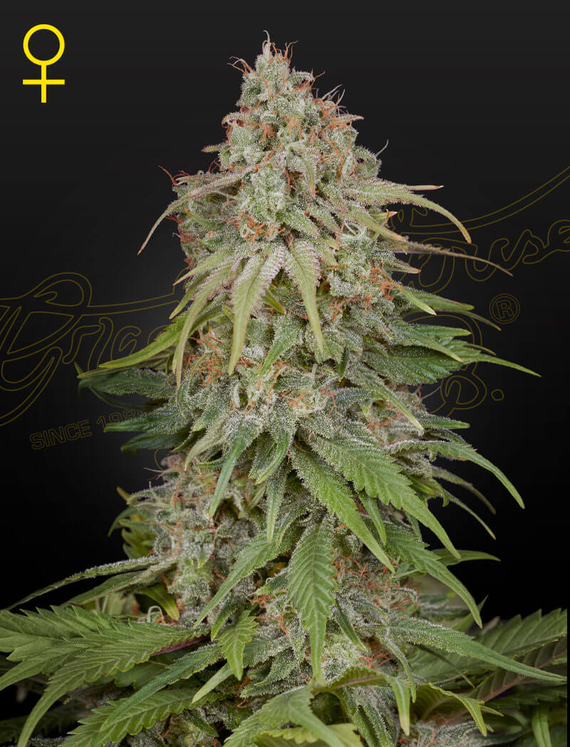 An image of GH Amnesia
