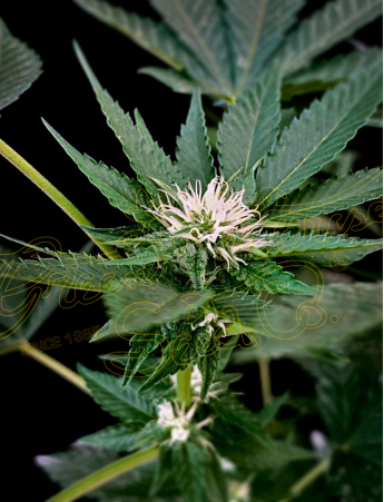 An image of GH Cheese x Lemon Wookie Glue