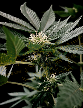 An image of GH Cheese x Sour Banana