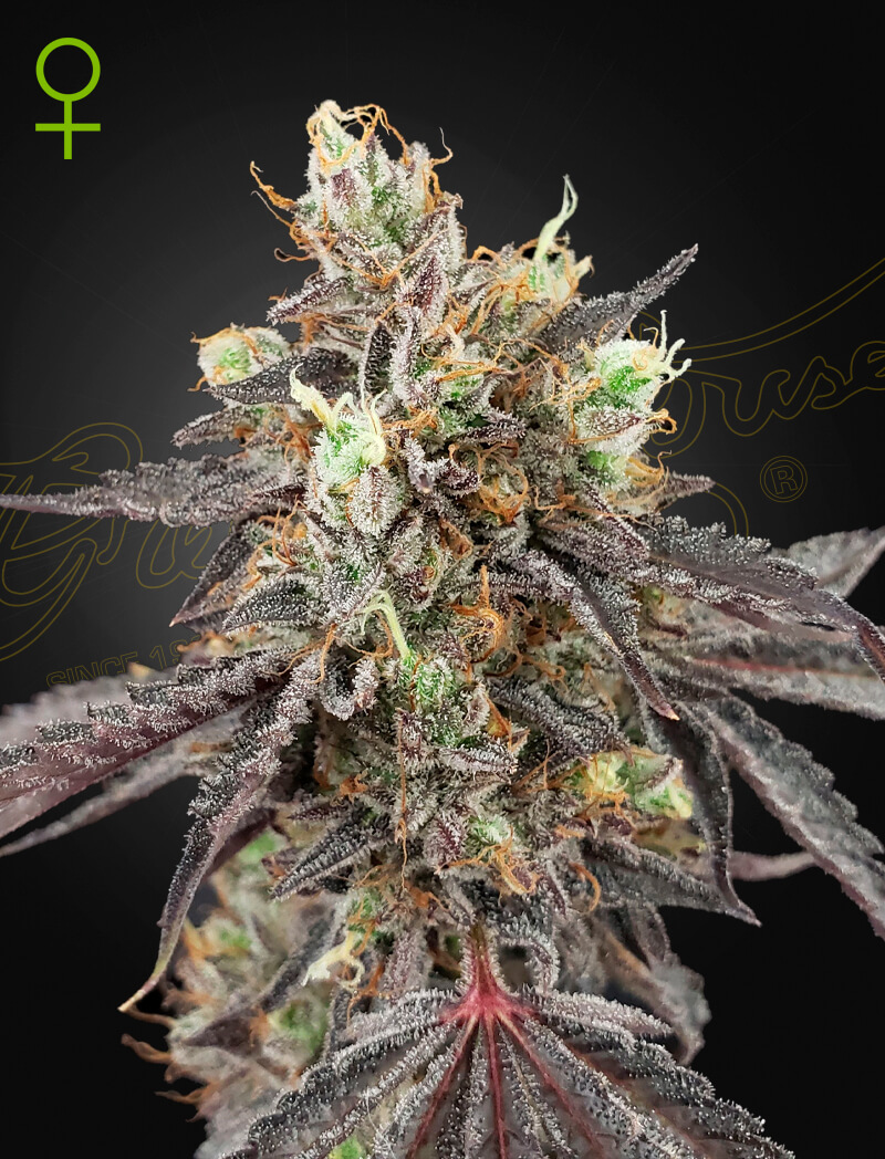 An image of Gelato 41 x Gelato 41 Auto